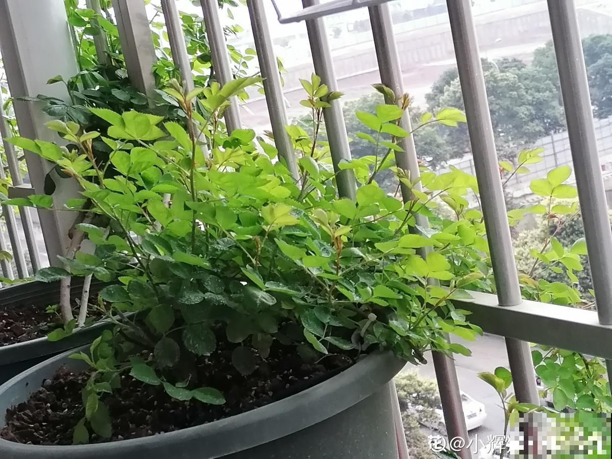 室内明明很凉快，怎么植物还枯萎？做好室内养护，植物安稳过夏天