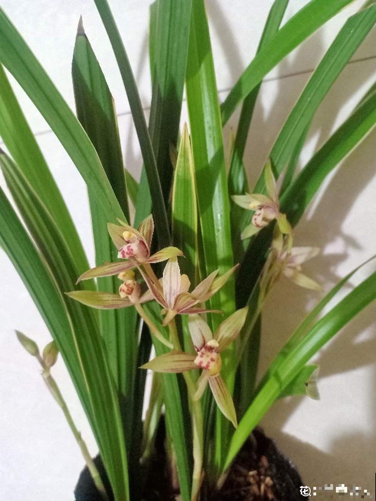 3种花真是“毛病多”，难养难伺候，能养好的都是大神