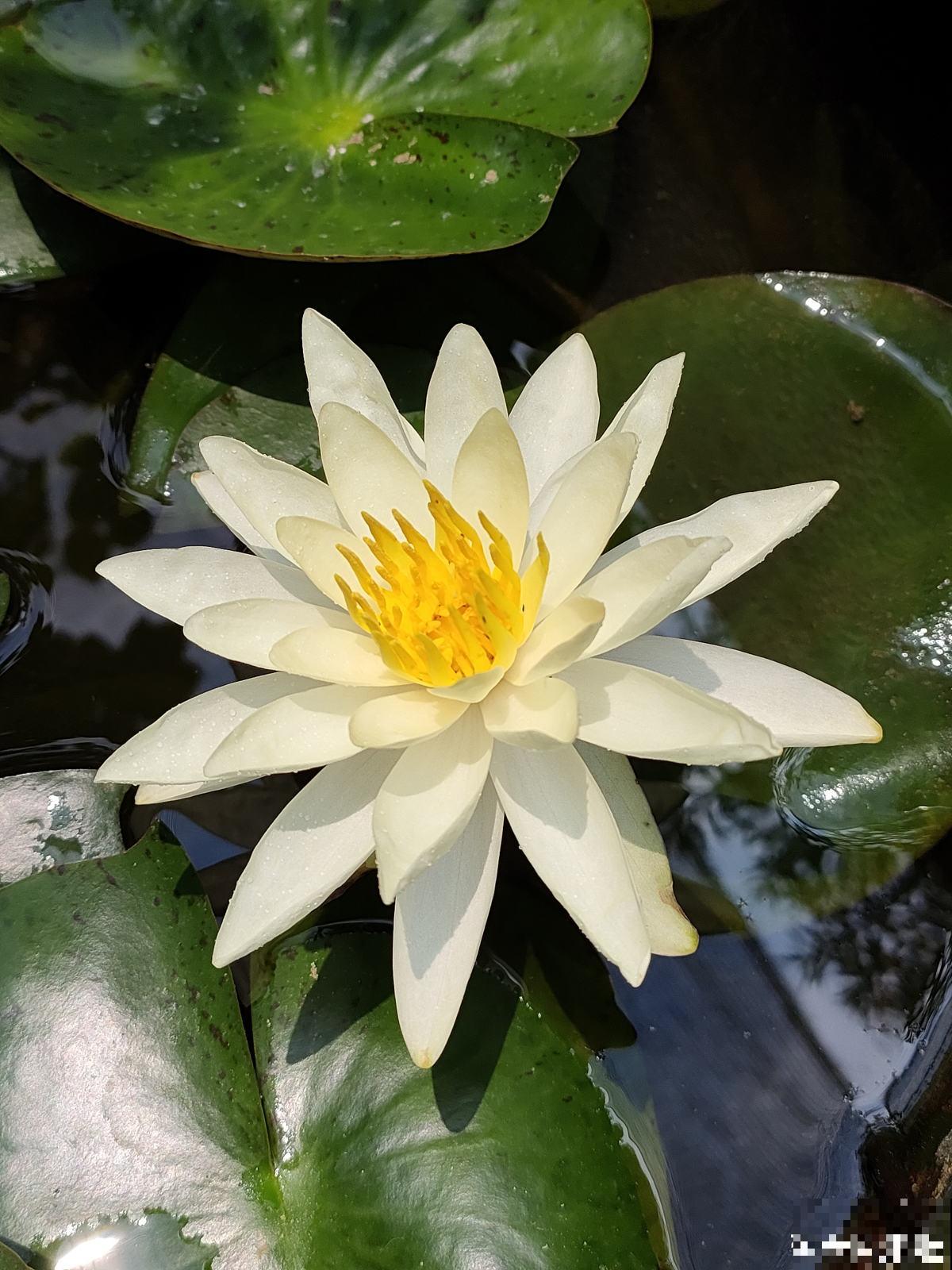 家有水缸别闲置，种种莲花，开满一盆无压力