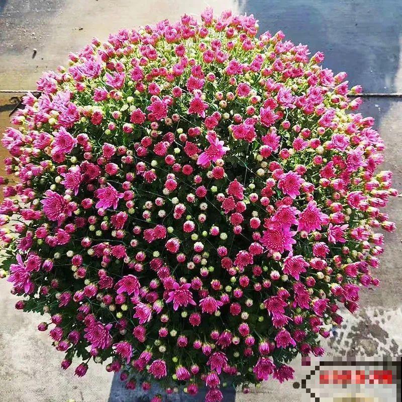掌握5个步骤，球菊秒变开花机器，花期四季不停