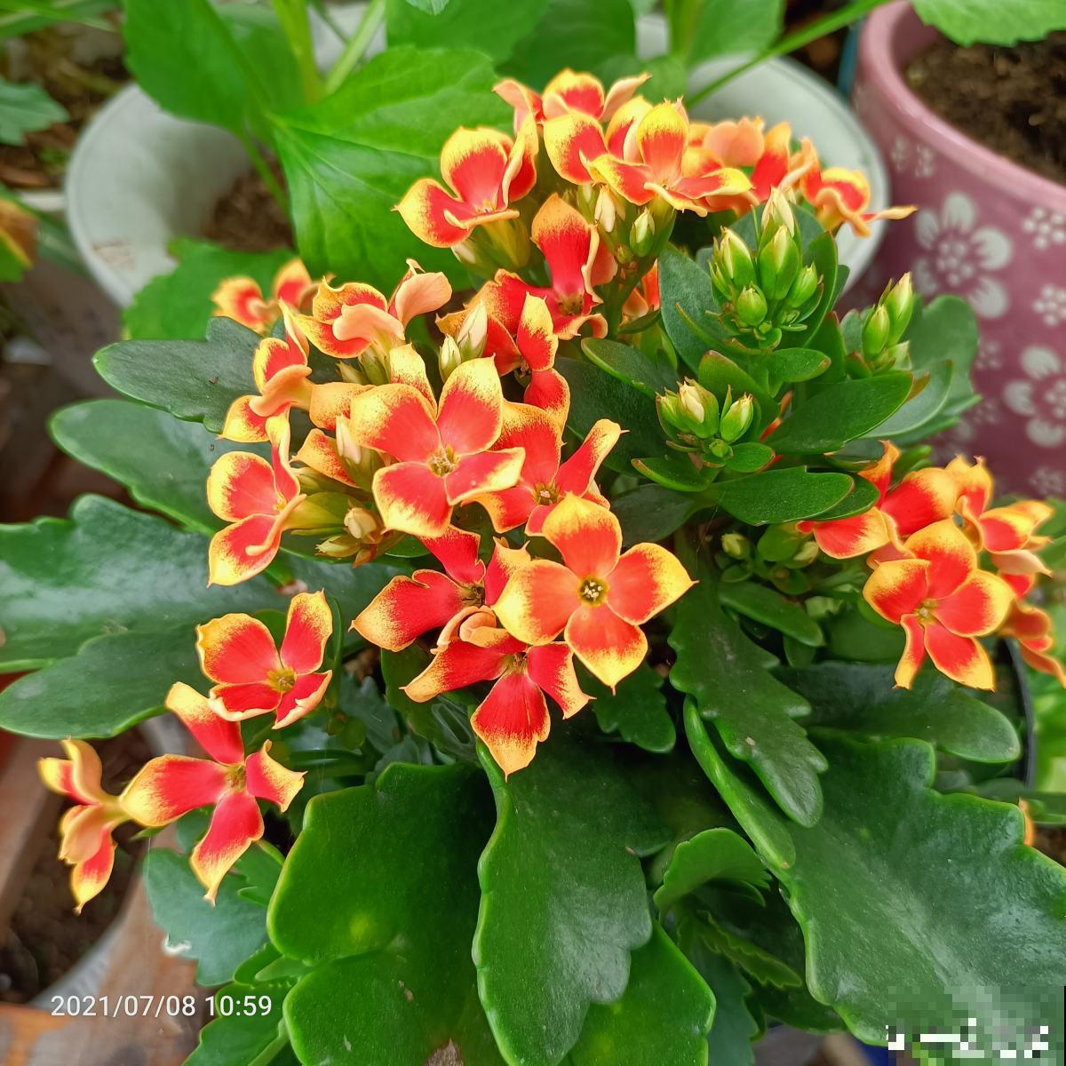 6步养好长寿花,花期超长还能健康长寿 6步养好长寿花,花期超长还能健康长寿