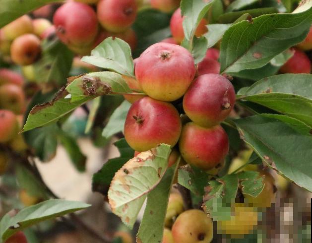 海棠果长什么样 海棠果长什么样