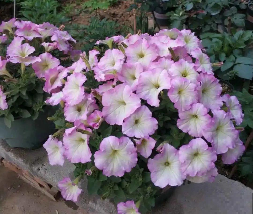 现在给花剪一刀,剪成一个“小平头”,呼呼冒芽爆盆 现在给花剪一刀,剪成一个“小平头”,呼呼冒芽爆盆