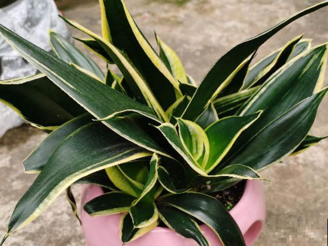 7种花，立秋后换盆，秋冬才能越养越好