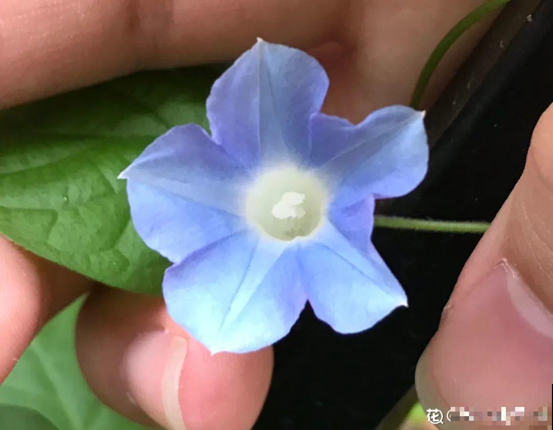 10种花开完不要剪，等20天之后，1盆变多盆