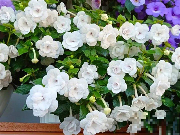 家里别只养绿萝,15种精致耐阴花,光照不好也能长很美 家里别只养绿萝,15种精致耐阴花,光照不好也能长很美