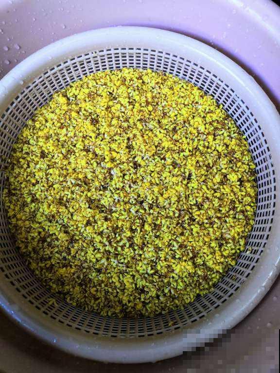 桂花一挪就死，究竟是为啥？