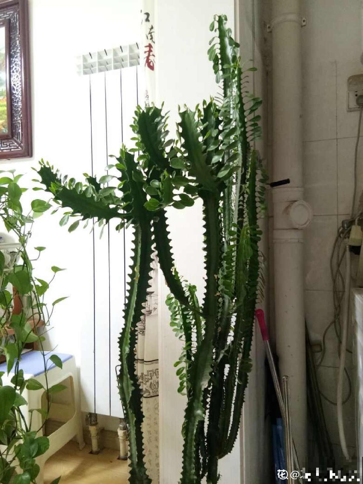 3种霸气植物，样子是丑了点，但是超有安全感