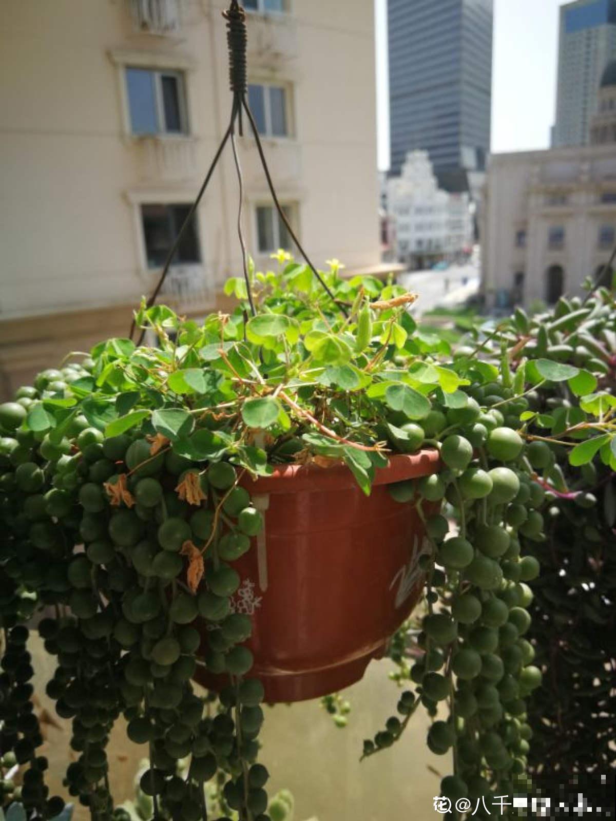 8种超美多肉,秋天抓住时机养,颜值高好养活 8种超美多肉,秋天抓住时机养,颜值高好养活