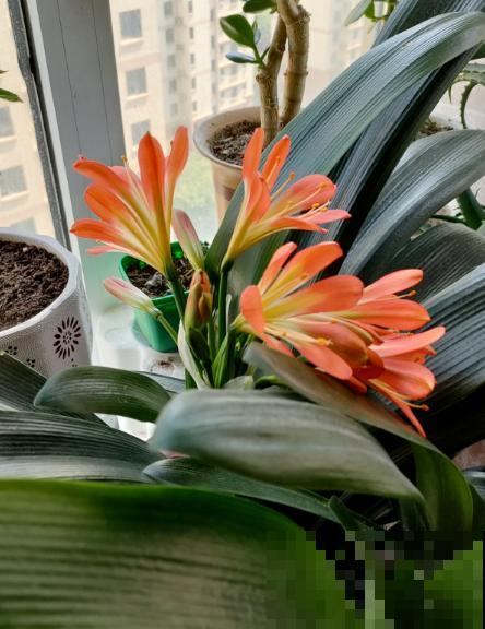 植物中的“老酒鬼”,一天一勺啤酒,叶子油亮花开爆 植物中的“老酒鬼”,一天一勺啤酒,叶子油亮花开爆