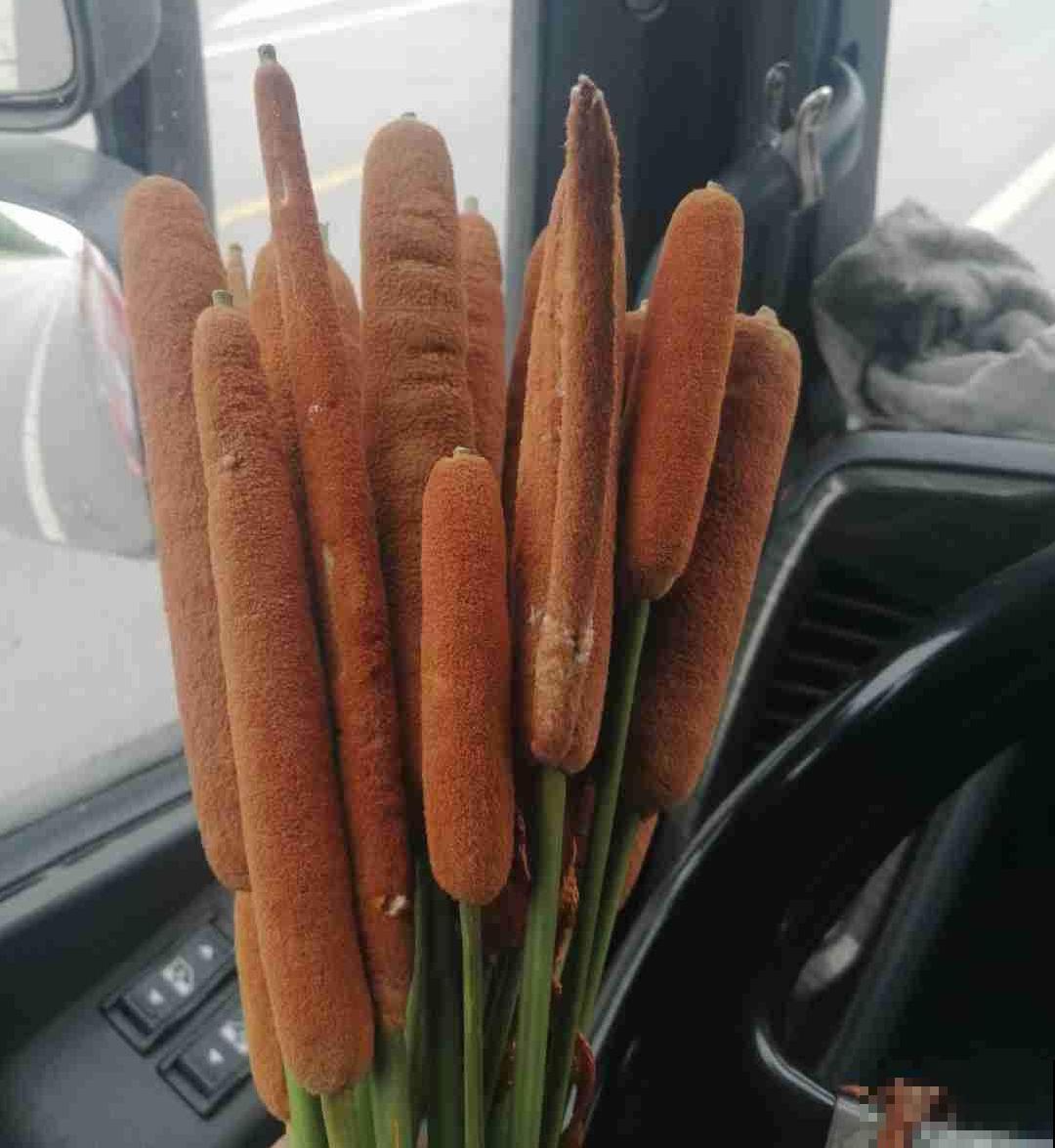 水塘边长出的“烤肠”,原来叫香蒲,毛茸茸特好玩 水塘边长出的“烤肠”,原来叫香蒲,毛茸茸特好玩