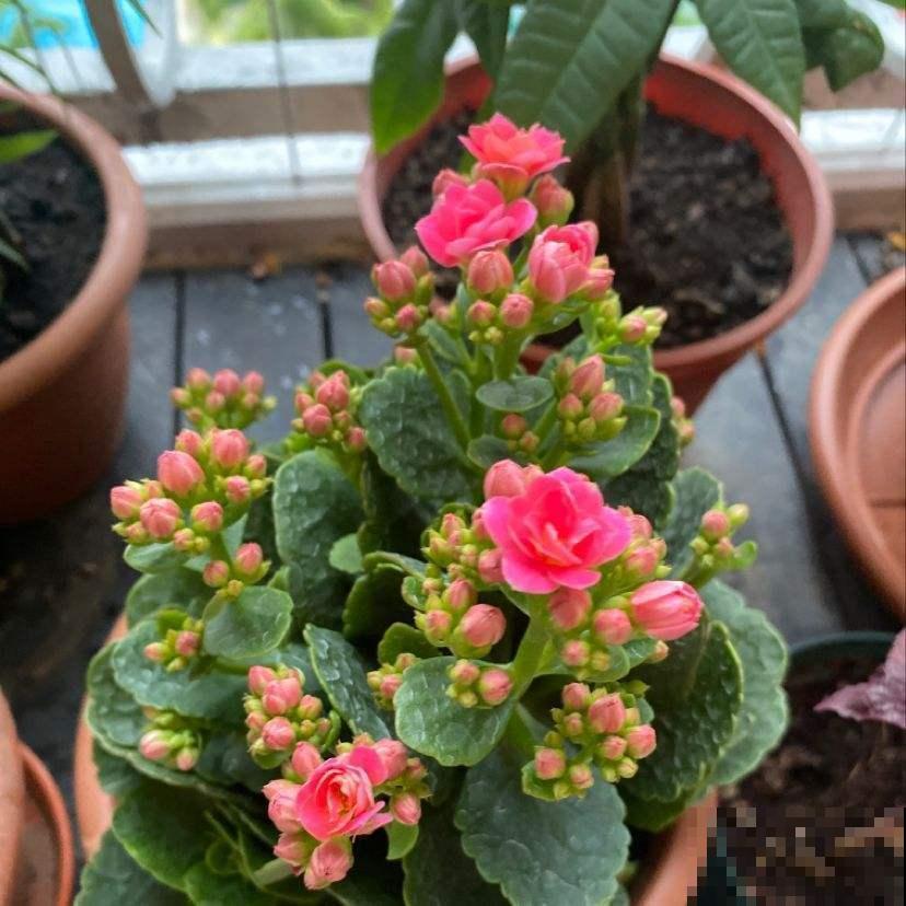 初秋养花，3种花别花钱买，掰个枝条插土里很快长芽