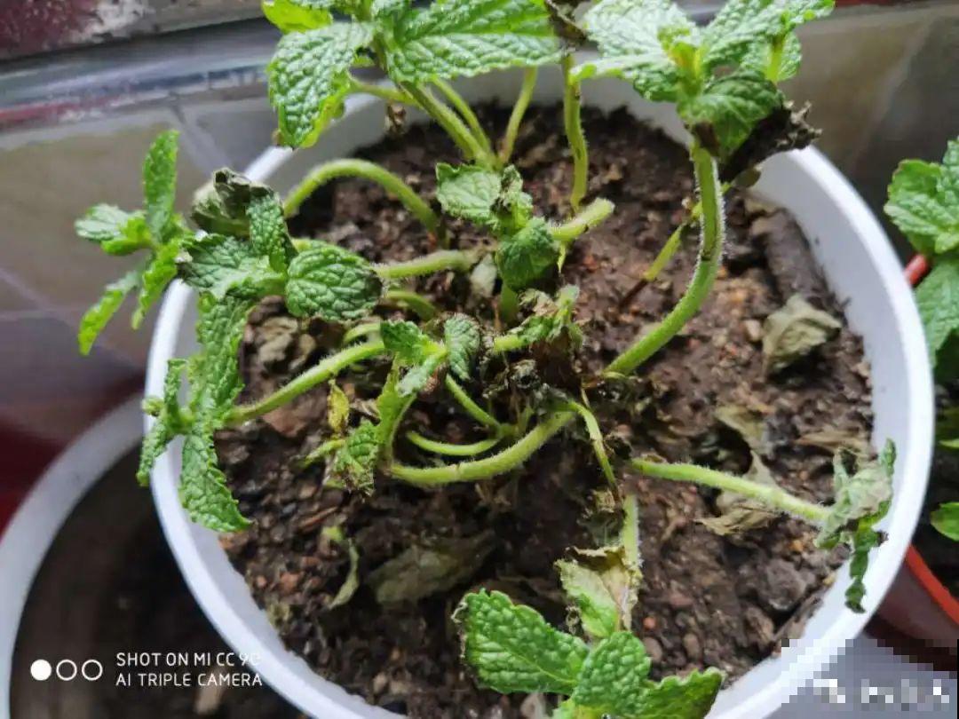 网购回家的花，一定要第一时间打开，不然都闷死了