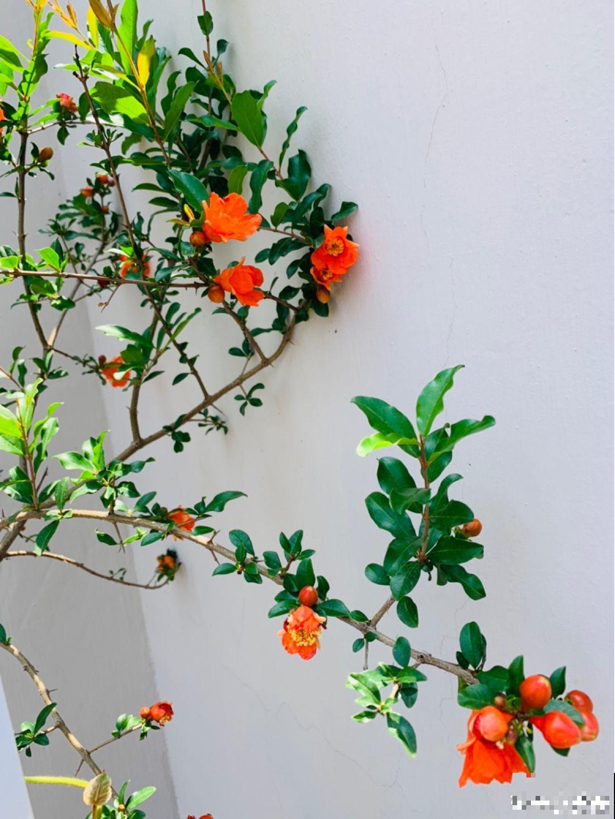 一棵石榴树，只需6步养护，就能边赏花边吃果