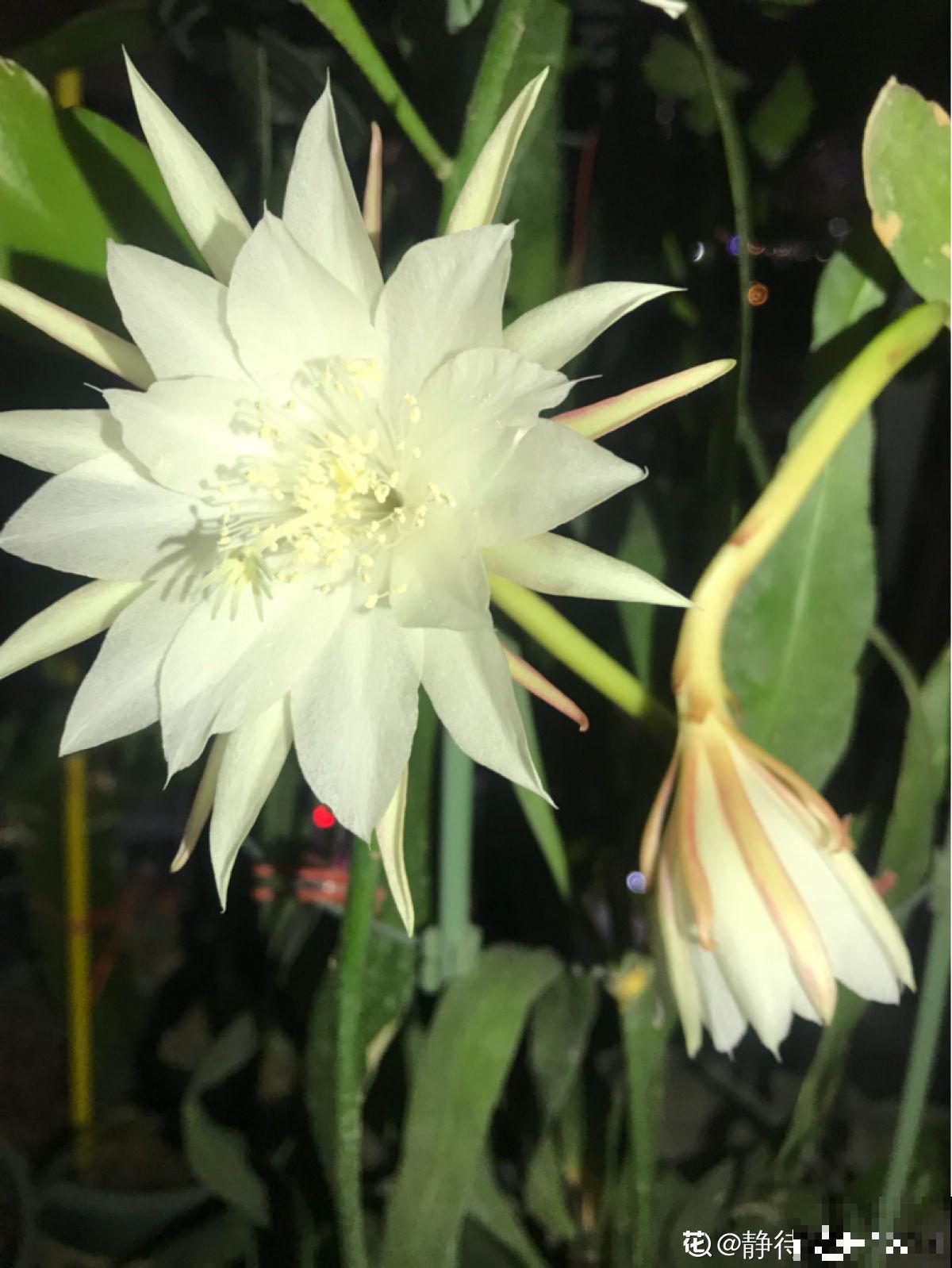 神秘莫测的昙花，秋季午夜才会开花，你见过吗