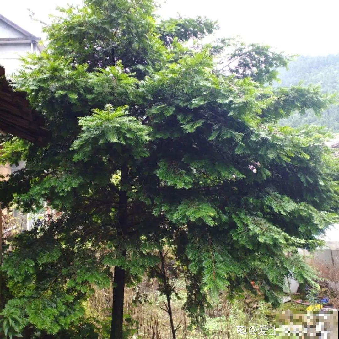 看到稀奇花，不认识的别去挖，可能会触犯法律