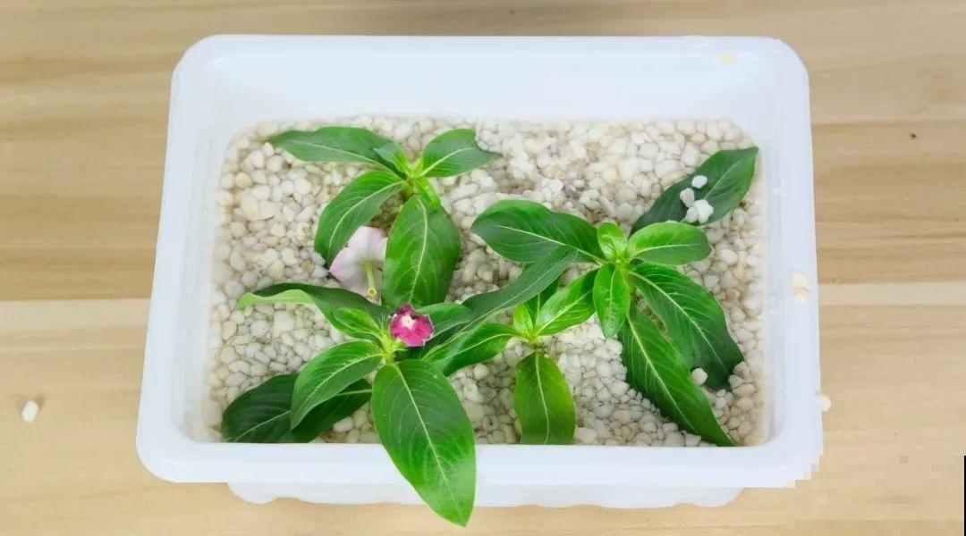 8种花，越热越扦插，大白根呼呼冒