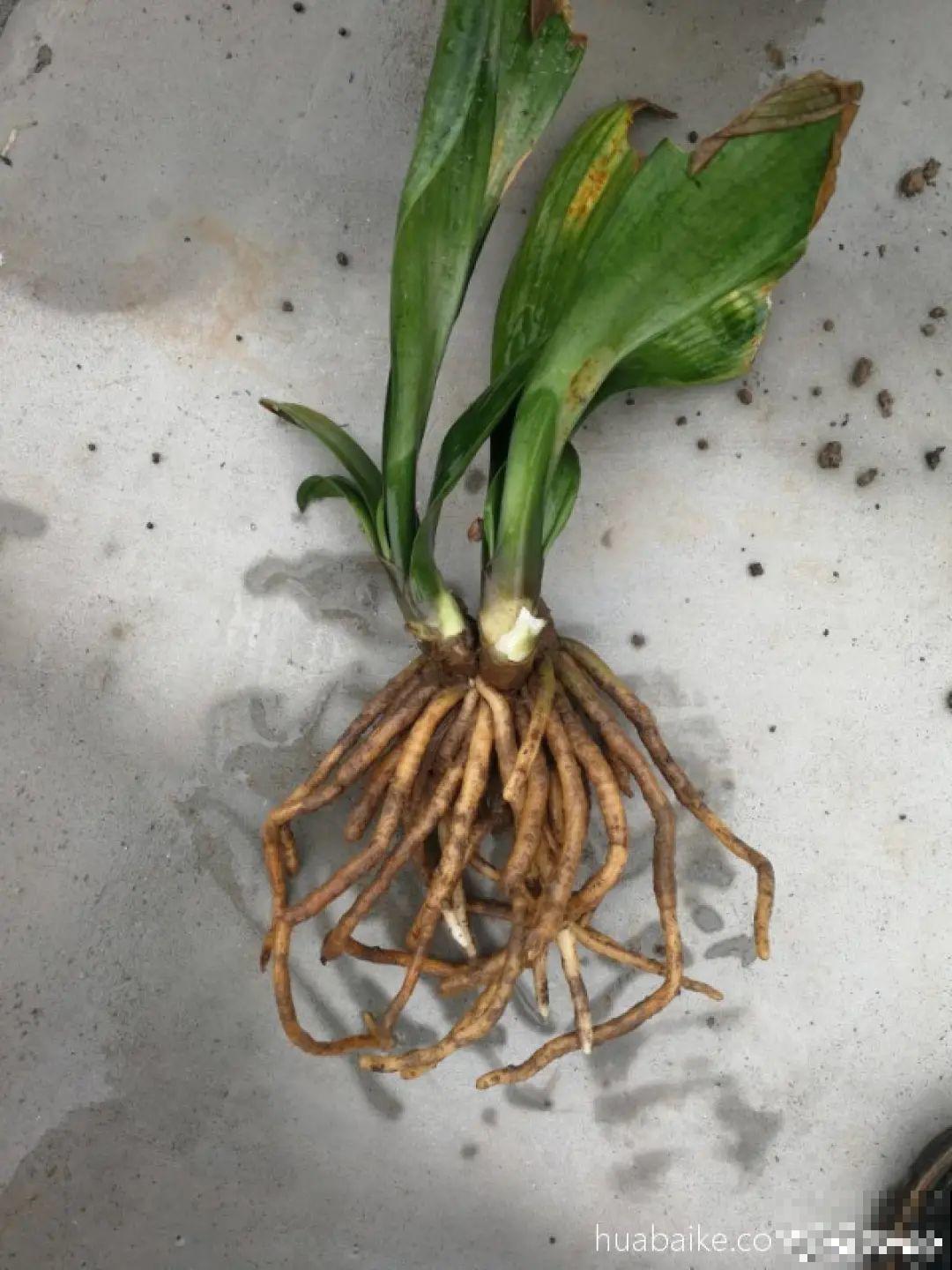 换盆时间到,换好后植物呼呼长,不换全年不开花 换盆时间到,换好后植物呼呼长,不换全年不开花