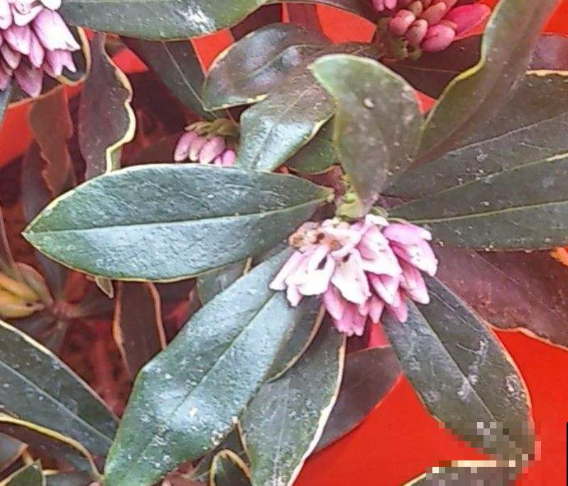 金边瑞香的头号杀手,一旦中招,无力回天! 金边瑞香的头号杀手,一旦中招,无力回天!