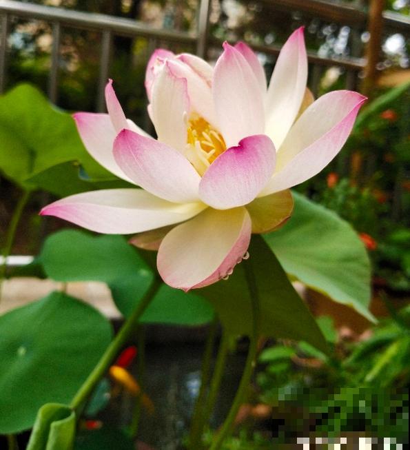 因为名字晦气，婆婆总和我闹别扭，养碗莲有什么错？