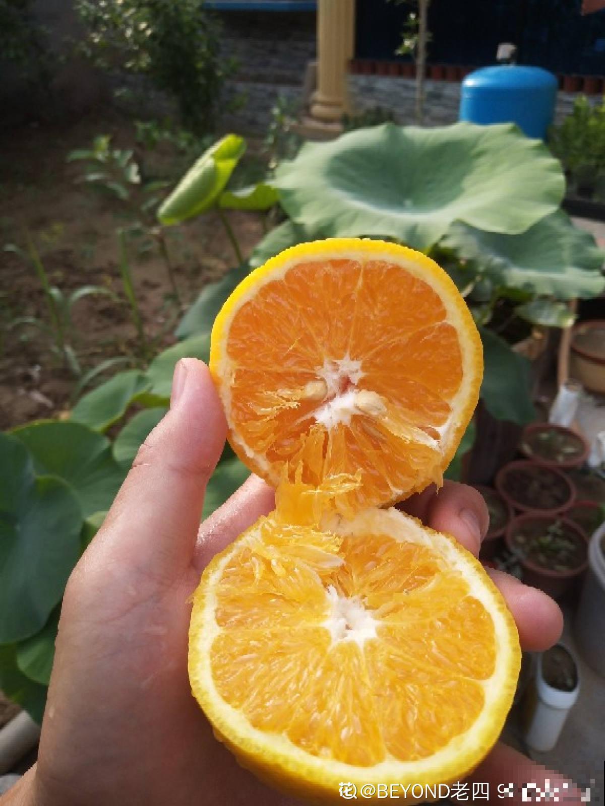 各个省份的代表水果，你家乡的特色水果是什么？