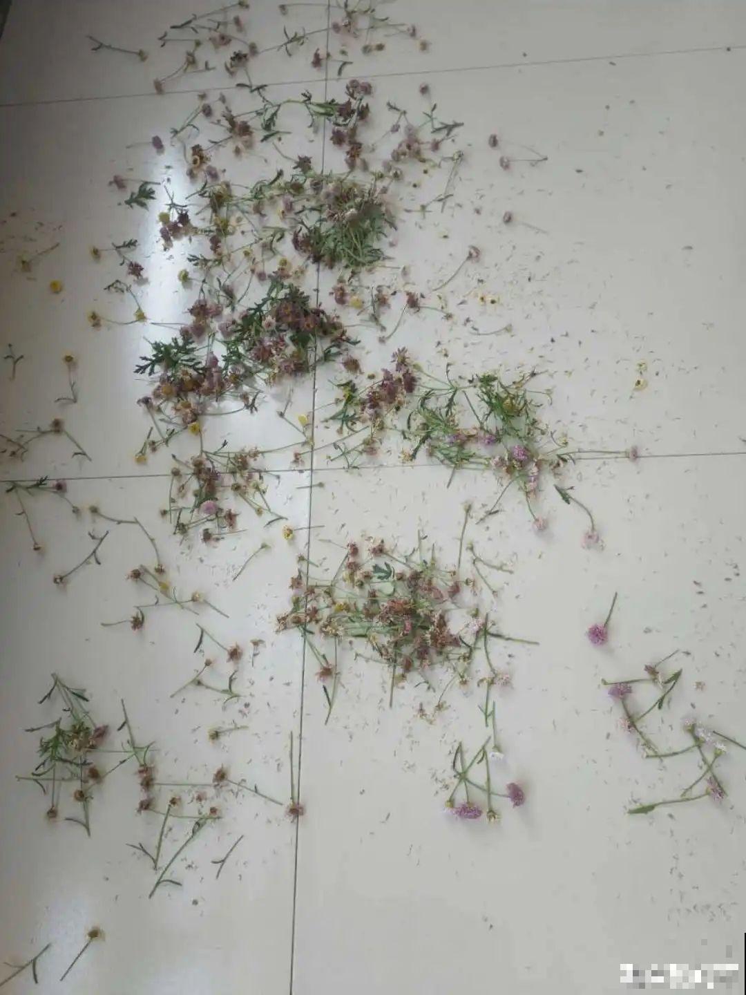 6种花夏天难养，贴土面砍一刀，新芽呼呼冒