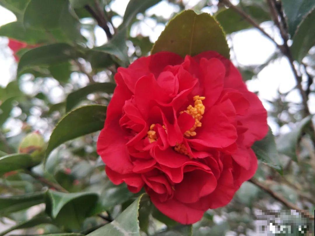 难养活的8种花，在家里养不好，扔门口反而呼呼开花