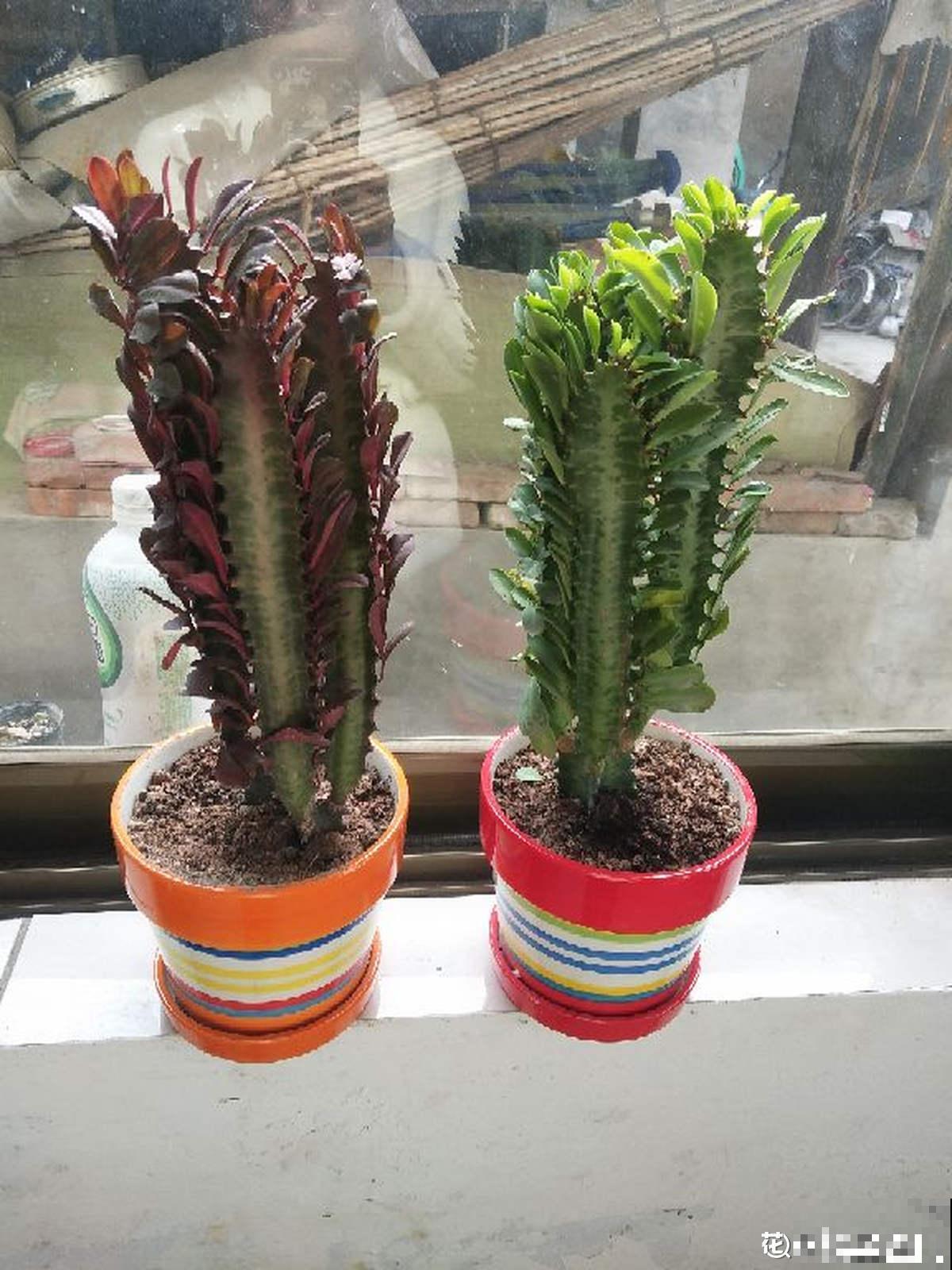 3种花长的跟“三胞胎”似的,还有“守家”的说法,适合居家养护 3种花长的跟“三胞胎”似的,还有“守家”的说法,适合居家养护