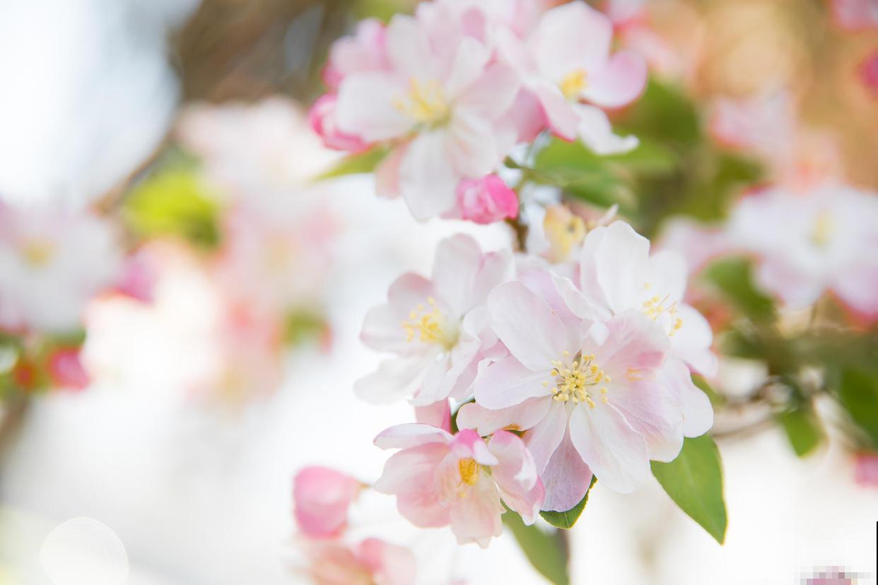 家里养盆海棠花，4个养护要点要记住，植物养得超壮