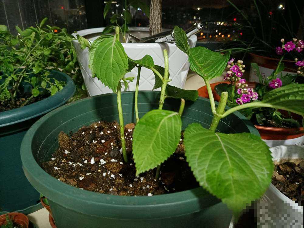 养绣球花不注意方法,难怪你的绣球花不爆盆! 养绣球花不注意方法,难怪你的绣球花不爆盆!