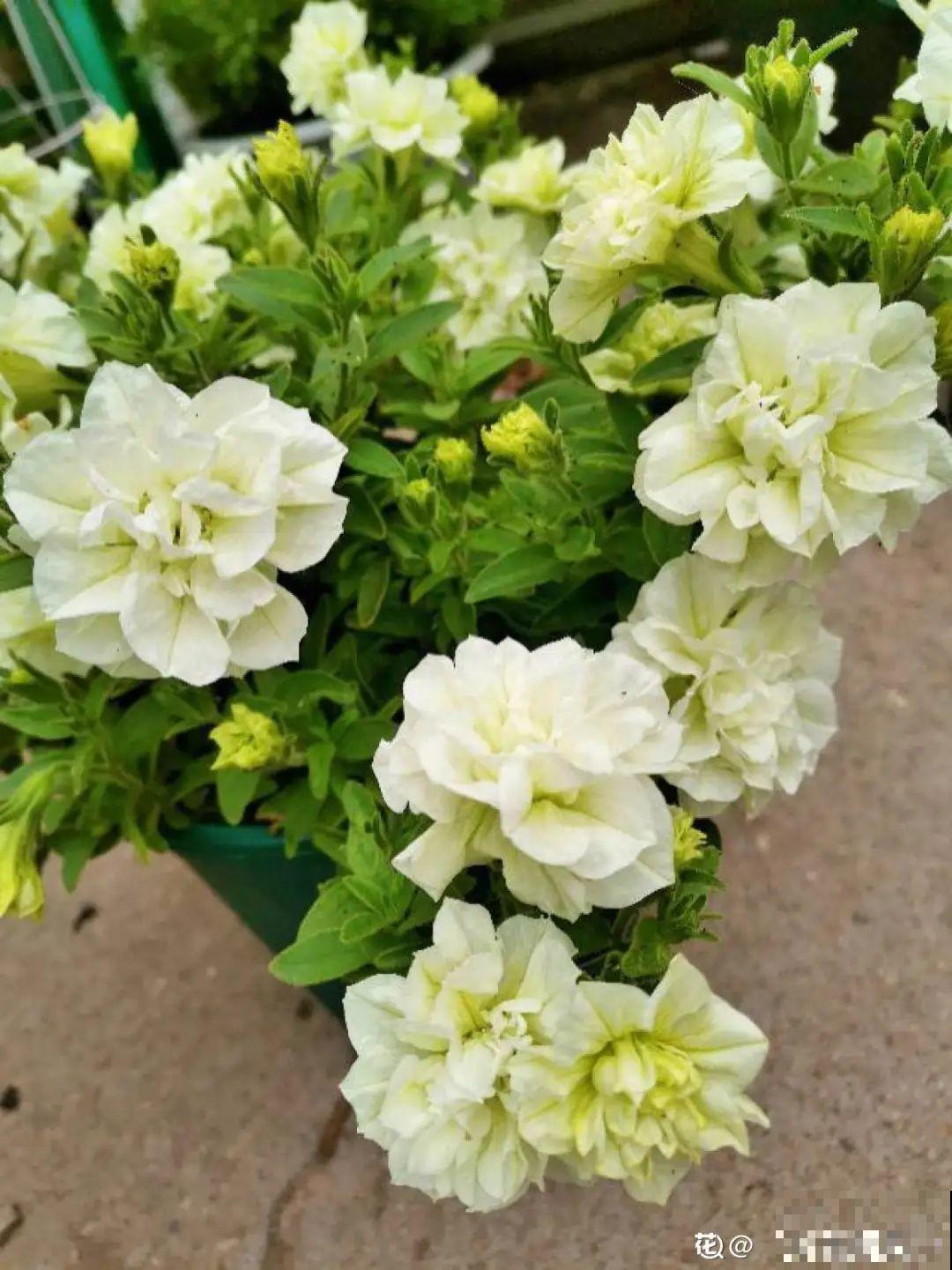 活的“香水花”,夏天一直开,满院子都是花香 活的“香水花”,夏天一直开,满院子都是花香