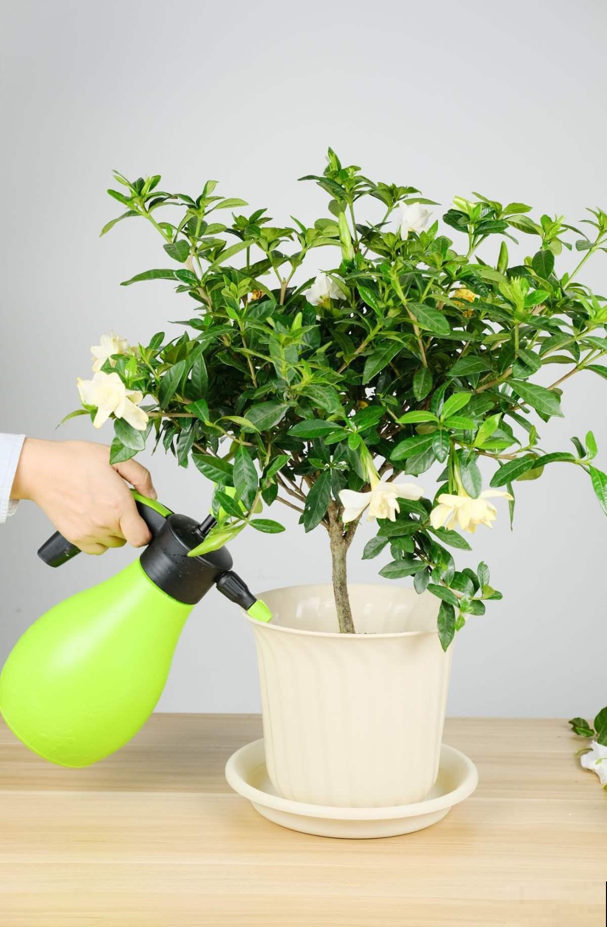 新手看过来，老手不要进！绿植浇水术语和方法，你能懂几个？