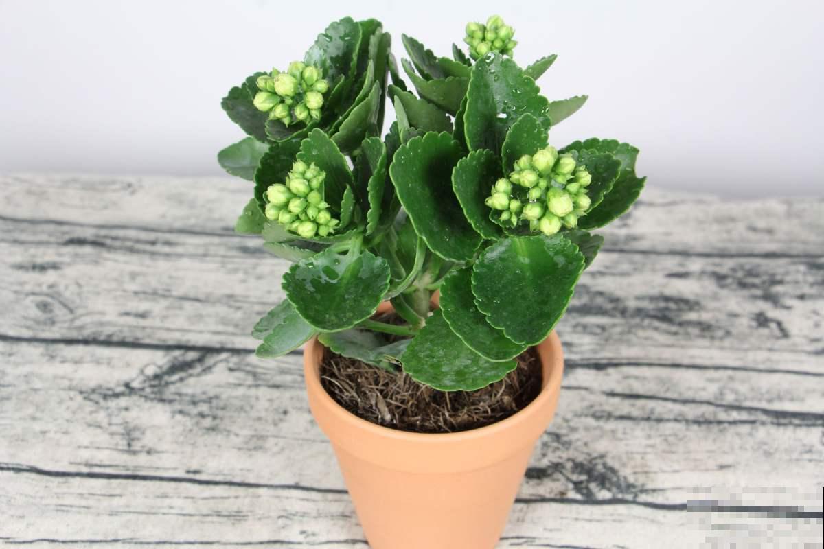 长寿花养护方法，这6点要注意，安稳度夏接着开花