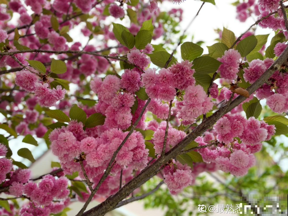 80种常见植物图解，出门识花不求人，倍儿有面子