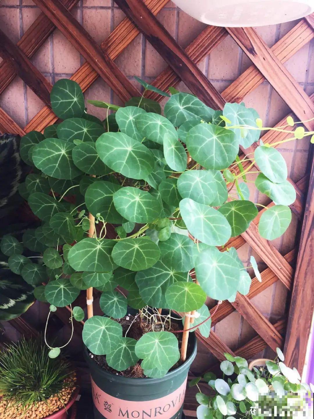 10种花,看着贵气有格调,实际价格很便宜 10种花,看着贵气有格调,实际价格很便宜