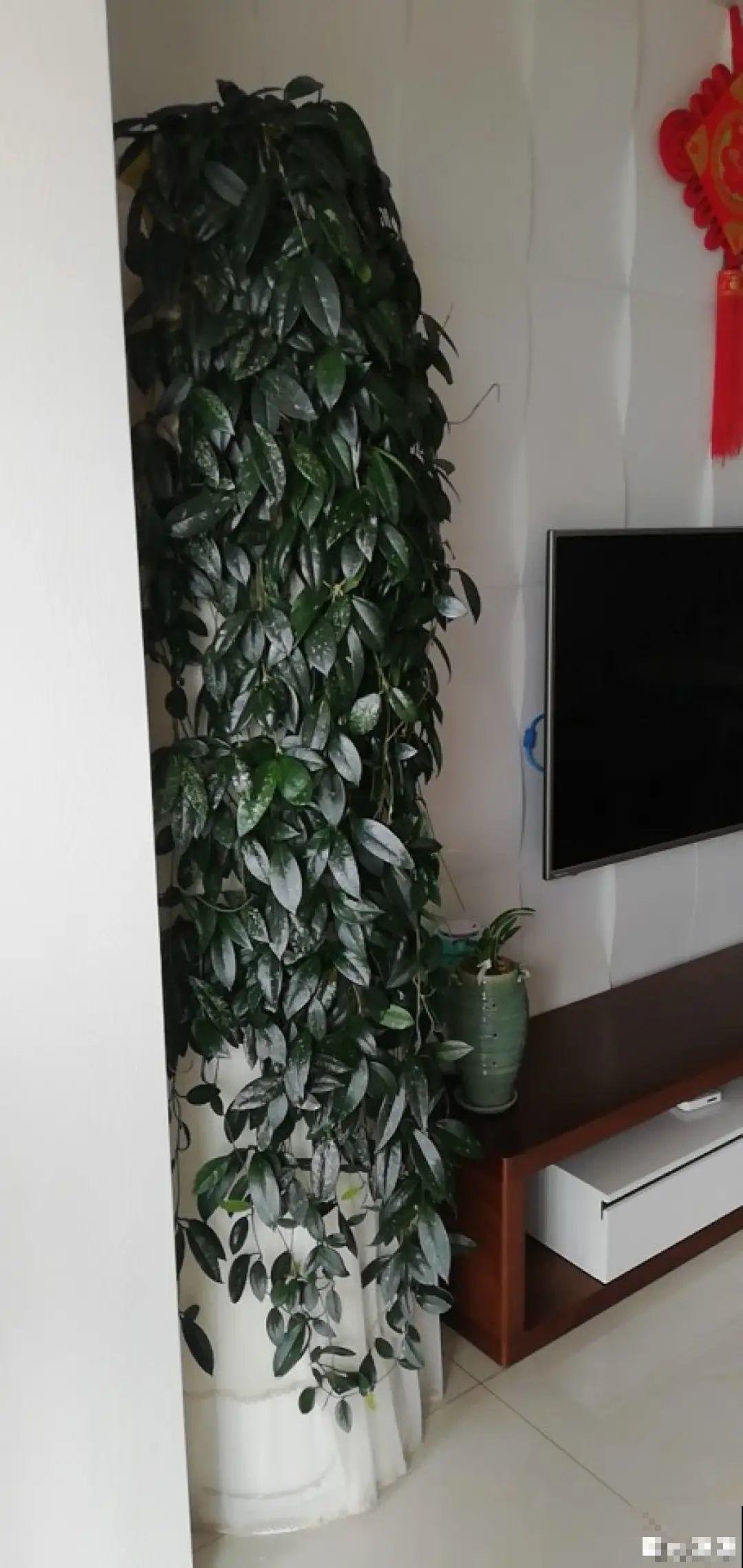 三角梅剪 一剪，搬出去晒晒，呼呼爆花