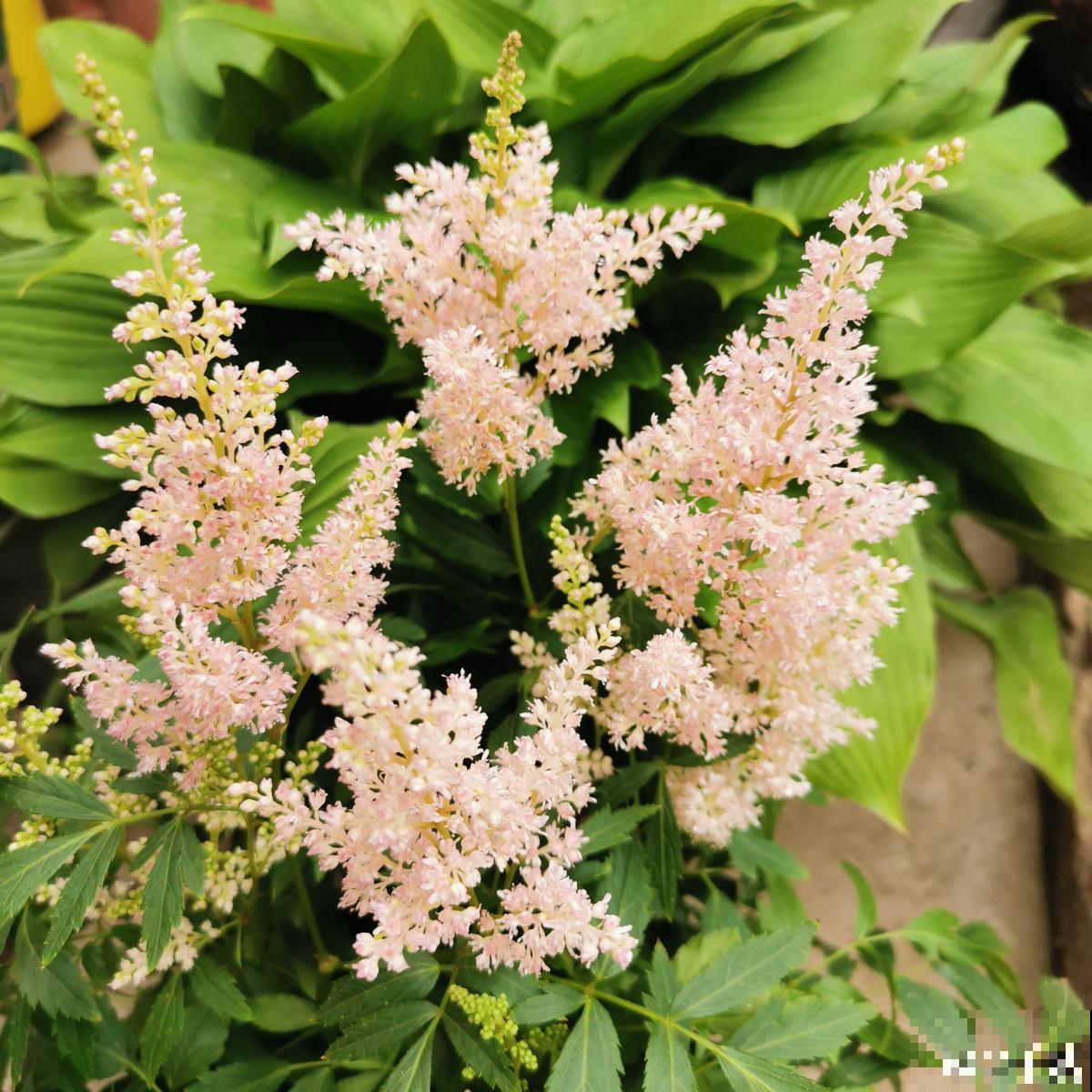 5种花,光听名字就很美,看到实物后,网友感叹:名不虚传 5种花,光听名字就很美,看到实物后,网友感叹:名不虚传