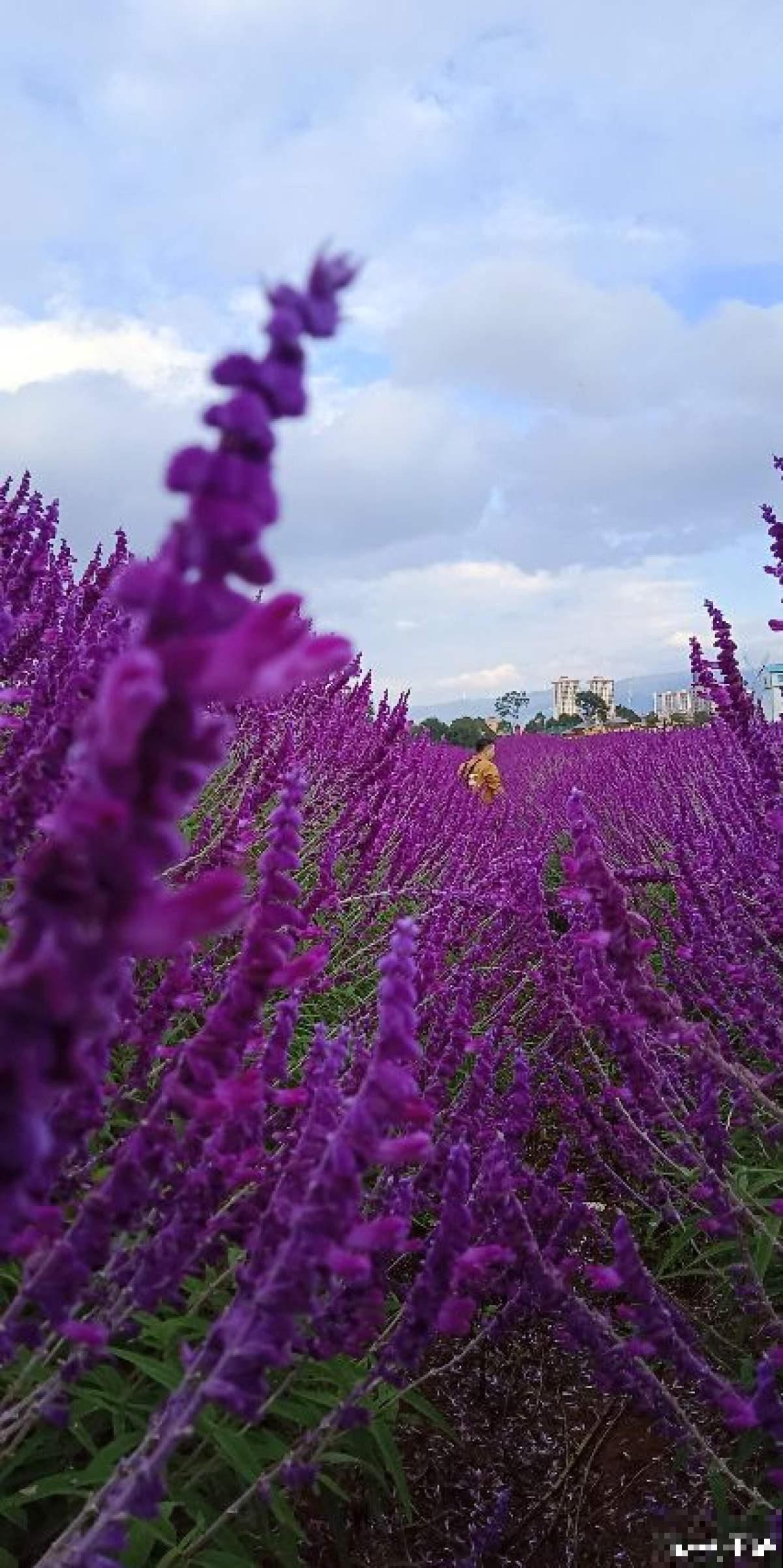 失眠多梦真头疼，养这3种花，带你安心入眠没烦恼