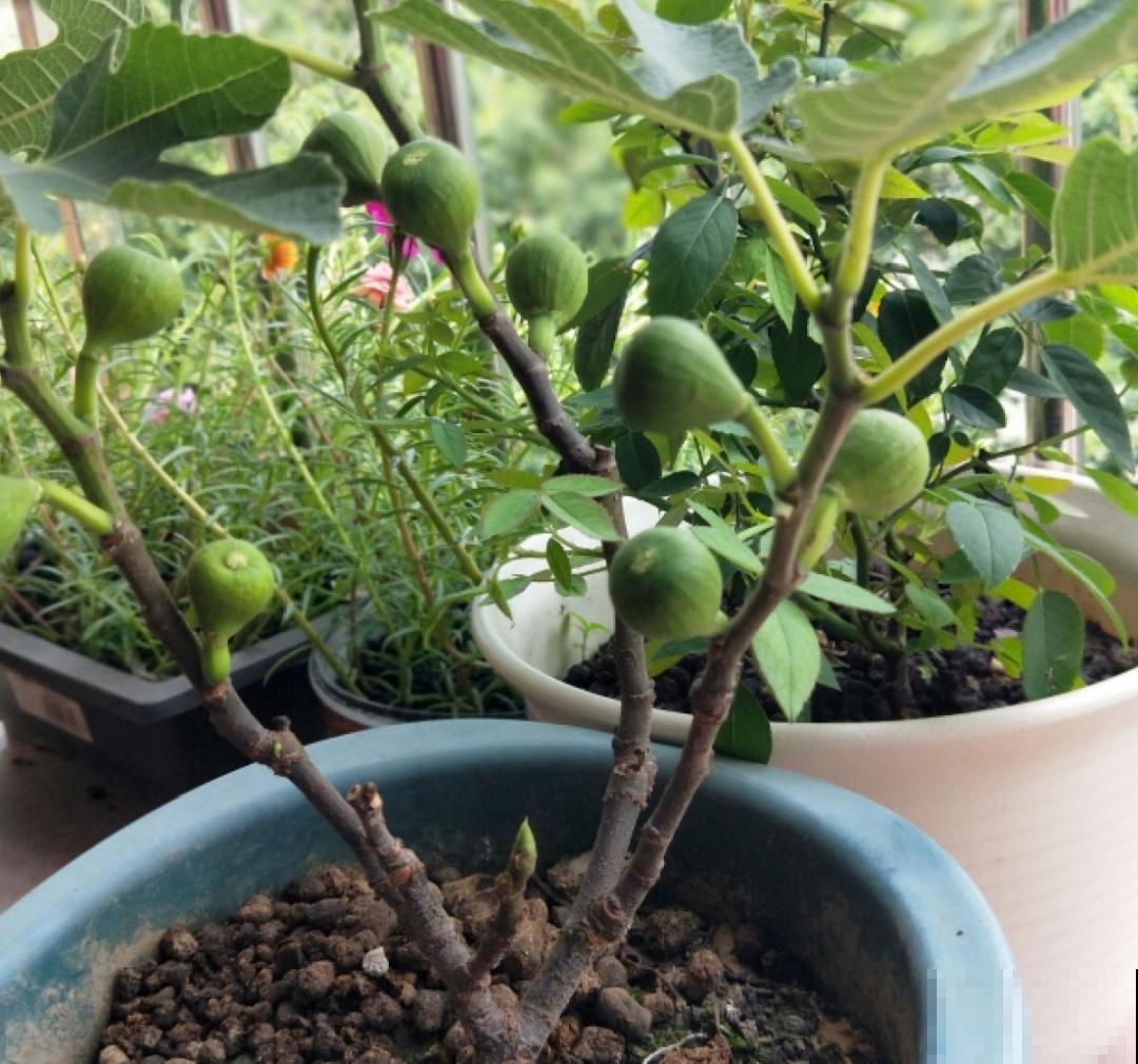 立秋后，7种花要扦插，满盆开花结果子