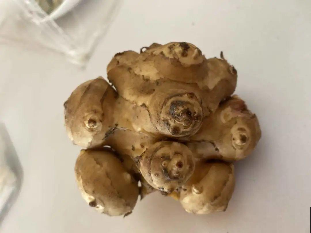 水塘边长出的“烤肠”,原来叫香蒲,毛茸茸特好玩 水塘边长出的“烤肠”,原来叫香蒲,毛茸茸特好玩