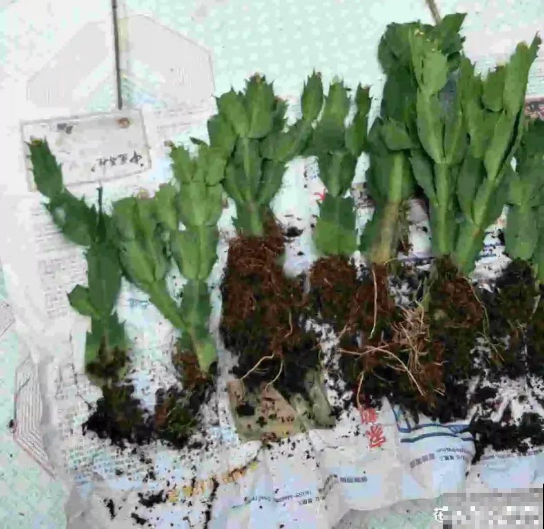 虎皮兰浅盆养，小芽嗖嗖冒，满盆都是新芽