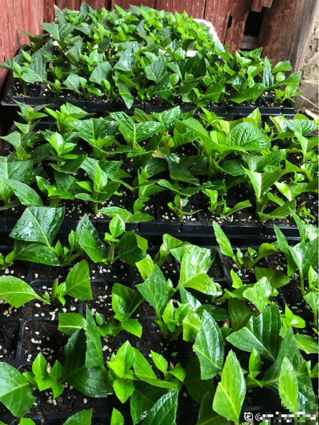 6月份扦插，选好合适的植物品种，沾土、泡水都能活