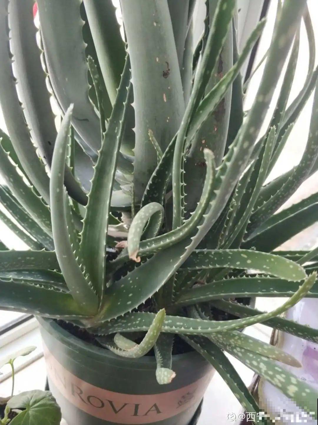 虎皮兰浅盆养，小芽嗖嗖冒，满盆都是新芽