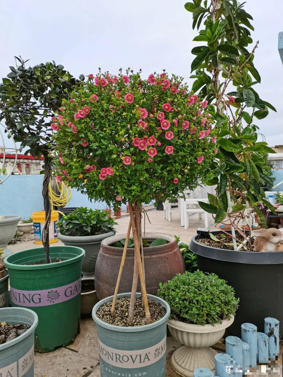 养花大神的爆花技巧，我给大家偷来了，赶紧学