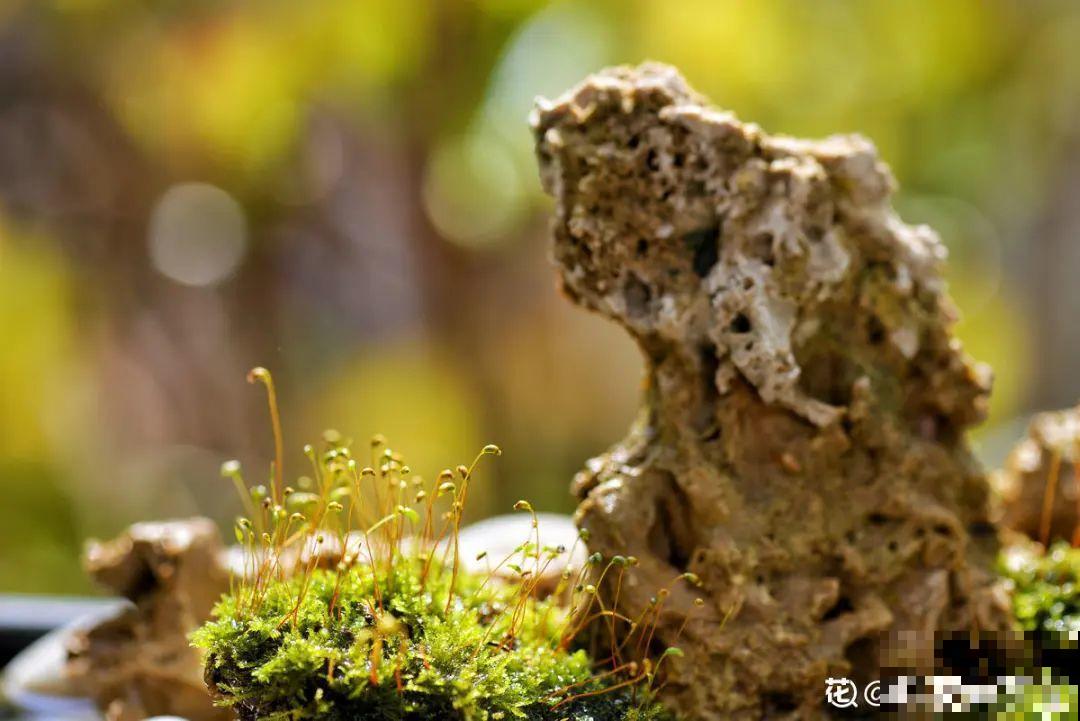 有个小院种种菜,养点花草,忘记半生喧嚣 有个小院种种菜,养点花草,忘记半生喧嚣
