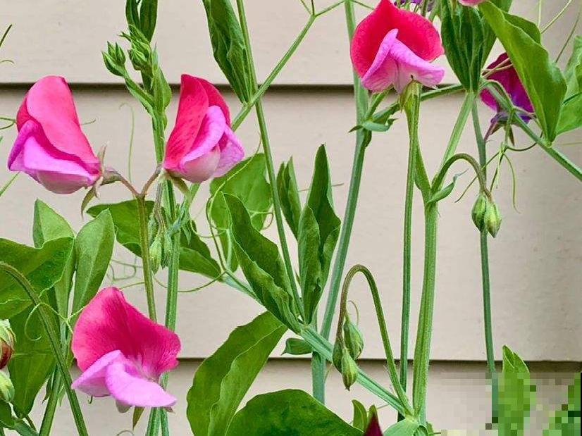 播种时间到,立秋后撒下去,冬春就开花 播种时间到,立秋后撒下去,冬春就开花