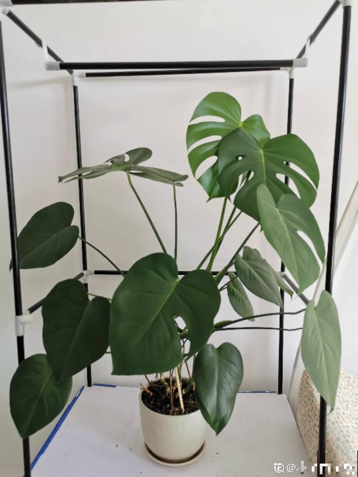 南方泛滥的花,北方人“爱不释手”,太“拉仇恨”了 南方泛滥的花,北方人“爱不释手”,太“拉仇恨”了