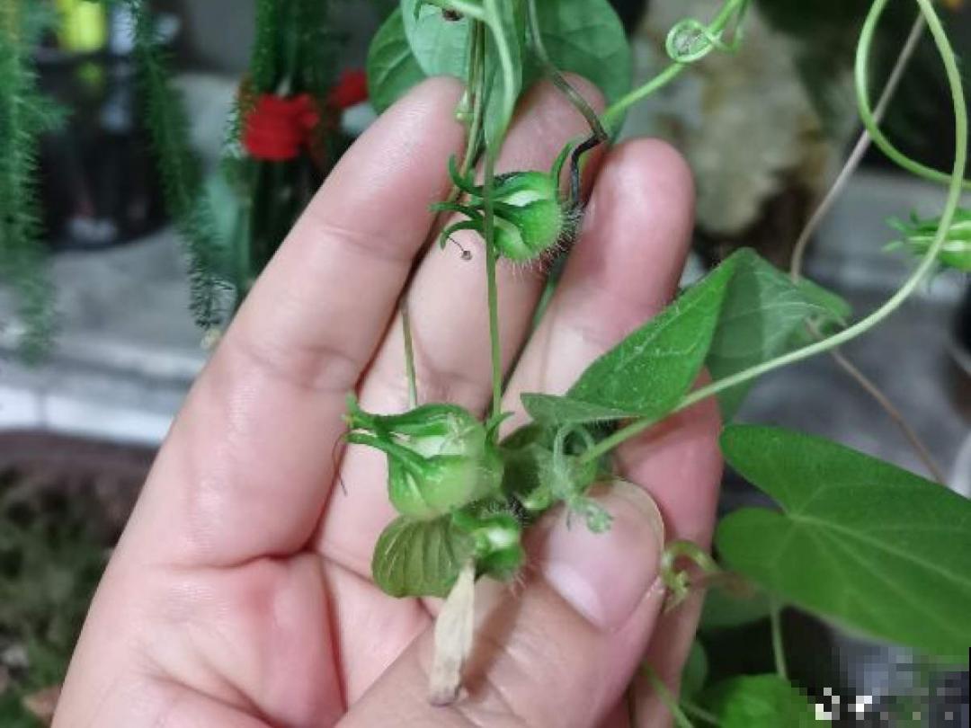 10种花开完不要剪，等20天之后，1盆变多盆