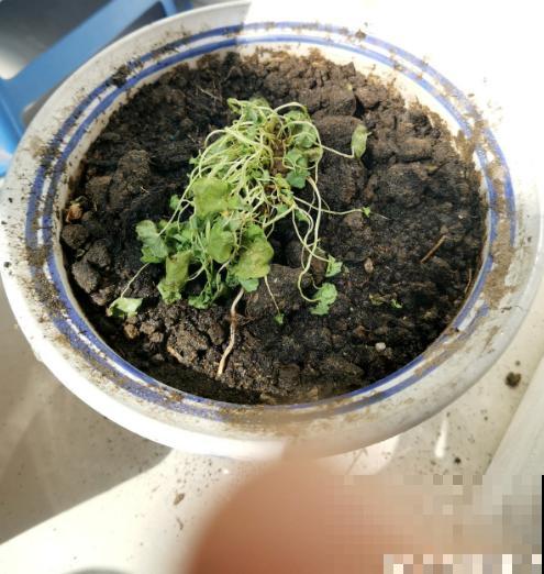 出差没几天，铜钱草头“低穿地心”，狂补水就能直接复活