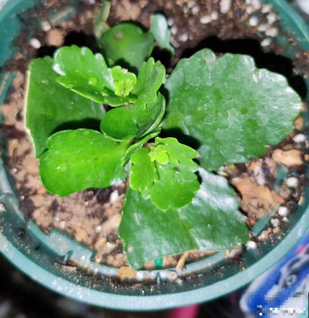 8种花夏天不能买,买回来就死,白浪费钱 8种花夏天不能买,买回来就死,白浪费钱